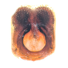 Hamadruas sp. "Jogjakarta Batik" © Joseph K H Koh  • Epigyne • Ventral • ♀ • Adult